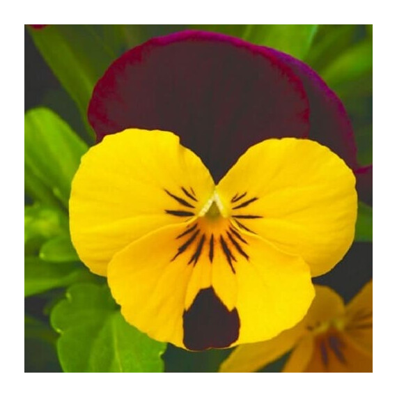Семена виолы Пенни F1 желтая с красным крылом Syngenta Flowers 100 шт, Разновидности: Желтый с красным крылом, Фасовка: Проф упаковка 100 шт | Agriks