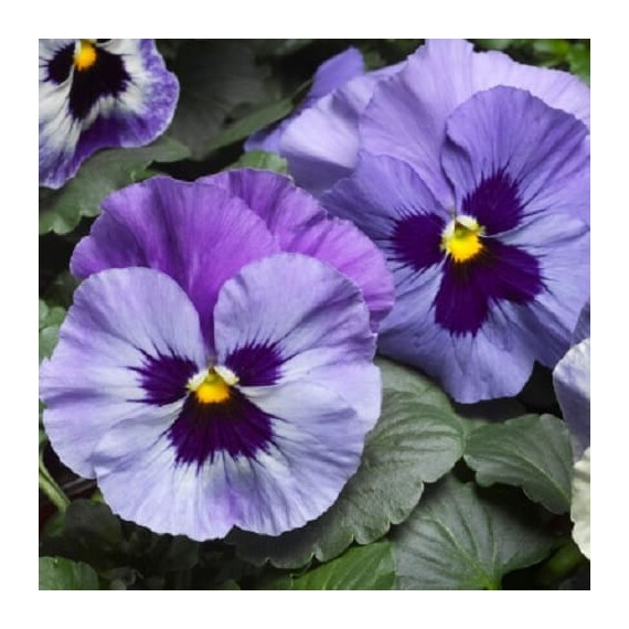 Насіння віоли віттрока Дельта F1 марина Syngenta Flowers 100 шт, Різновиди: Марина, Фасовка: Проф упаковка 100 шт | Agriks