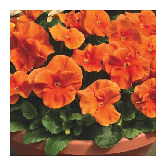 Насіння віоли віттрока Дельта F1 помаранчева Syngenta Flowers 100 шт, Різновиди: Помаранчевий, Фасовка: Проф упаковка 100 шт | Agriks
