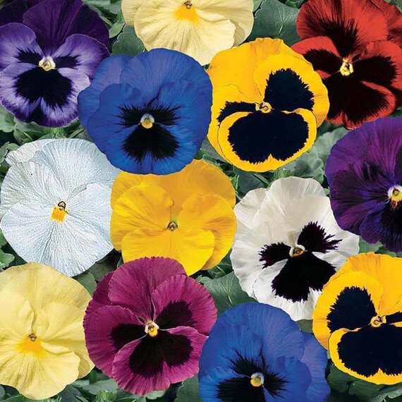 Семена виолы виттрока Дельта F1 смесь Syngenta Flowers 100 шт, Разновидности: Смесь, Фасовка: Проф упаковка 100 шт | Agriks