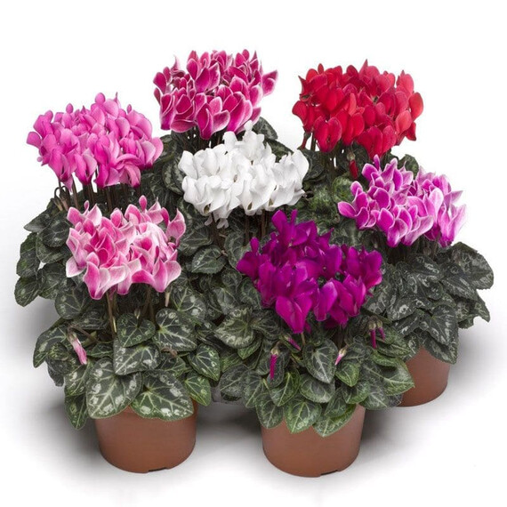 Насіння цикламена Райньер F1 суміш Syngenta Flowers 50 шт, Різновиди: Суміш, Фасовка: Середня упаковка 50 шт | Agriks