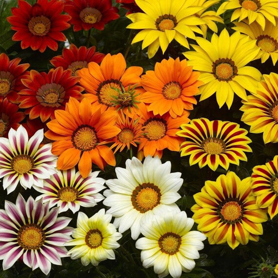 Насіння газаніі Біг Кісс F1 суміш Syngenta Flowers 100 шт, Різновиди: Суміш, Фасовка: Проф упаковка 100 шт | Agriks