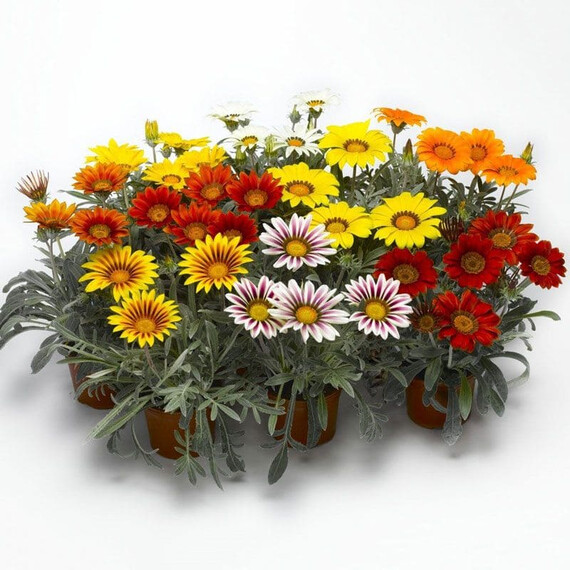 Насіння газанії Фрості Кісс F1 суміш Syngenta Flowers 100 шт, Різновиди: Суміш, Фасовка: Проф упаковка 100 шт | Agriks