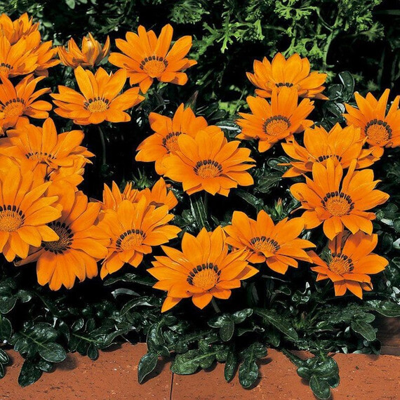 Насіння газаніі Кісс F1 помаранчева Syngenta Flowers 100 шт, Різновиди: Помаранчевий, Фасовка: Проф упаковка 100 шт | Agriks