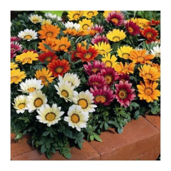 Насіння газаніі Кісс F1 суміш Syngenta Flowers 100 шт, Різновиди: Суміш, Фасовка: Проф упаковка 100 шт | Agriks