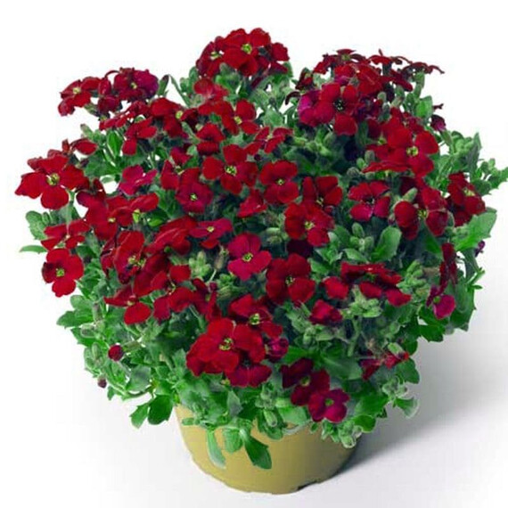 Семена обриеты Одри F1 красная Syngenta Flowers 100 шт, Разновидности: Красный, Фасовка: Проф упаковка 100 шт | Agriks