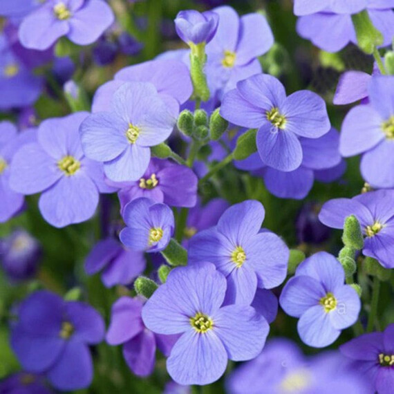 Семена обриеты Одри F1 небесно-синяя Syngenta Flowers 100 шт, Разновидности: Небесно-синий, Фасовка: Проф упаковка 100 шт | Agriks