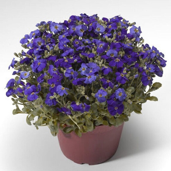 Насіння обрієти Одрі F1 синя з прожилками Syngenta Flowers 100 шт, Різновиди: Синій із прожилками, Фасовка: Проф упаковка 100 шт | Agriks