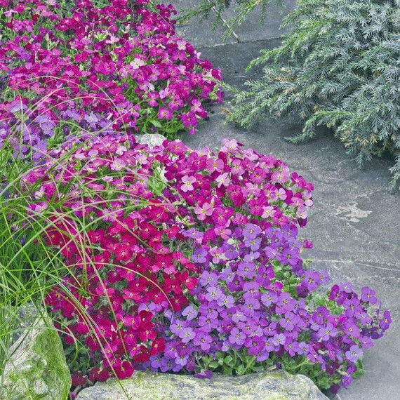 Насіння обрієти Одрі F1 суміш Syngenta Flowers 100 шт, Різновиди: Суміш, Фасовка: Проф упаковка 100 шт | Agriks