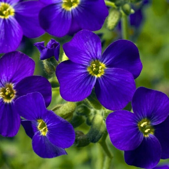 Семена обриеты Одри F1 темно-синяя с прожилками Syngenta Flowers 100 шт, Разновидности: Темно-синий с прожилками, Фасовка: Проф упаковка 100 шт | Agriks