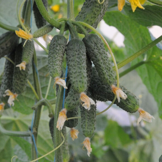 Бафра F1 Libra Seeds 250 шт, Фасовка: Проф упаковка 250 шт | Agriks