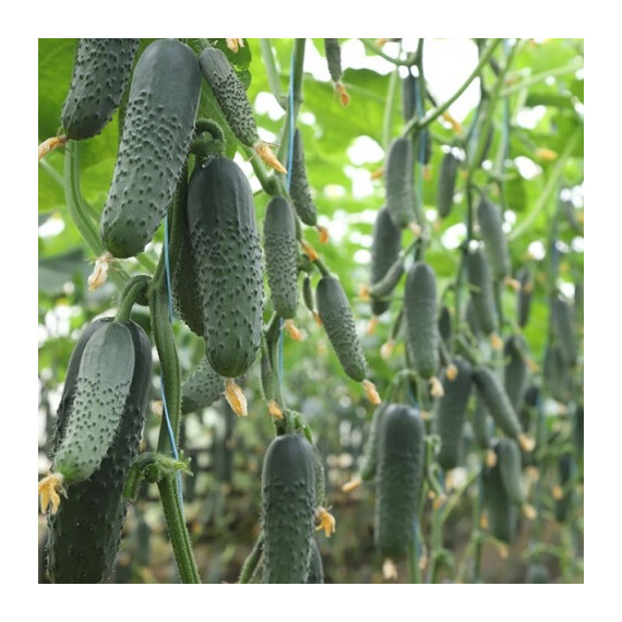 Семена огурца Синклер (КС 80) F1 Kitano Seeds от 250 шт, Фасовка: Проф упаковка 250 шт | Agriks