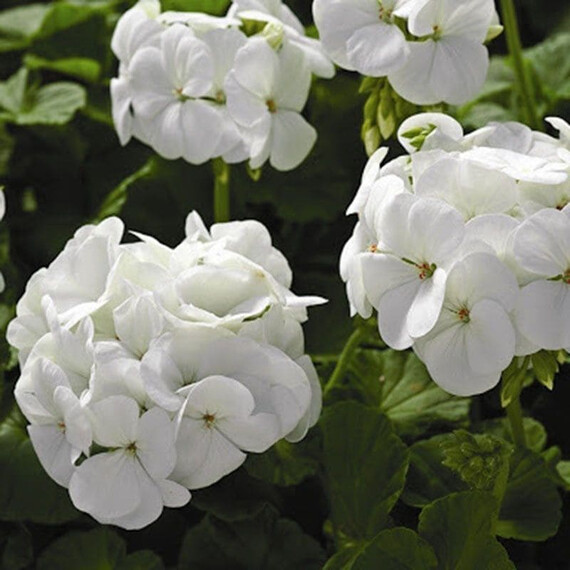 Насіння пеларгонії Маверік F1 біла Syngenta Flowers 100 шт, Різновиди: Білий, Фасовка: Проф упаковка 100 шт | Agriks