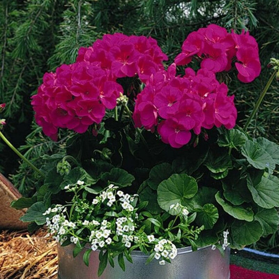 Семена пеларгонии Маверик F1 фиолетовая Syngenta Flowers 100 шт, Разновидности: Фиолетовый, Фасовка: Проф упаковка 100 шт | Agriks