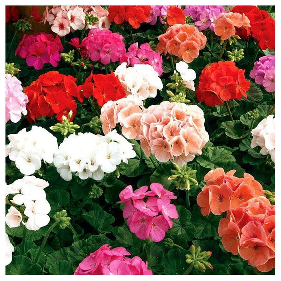 Семена пеларгонии Маверик F1 смесь Syngenta Flowers 100 шт, Разновидности: Смесь, Фасовка: Проф упаковка 100 шт | Agriks