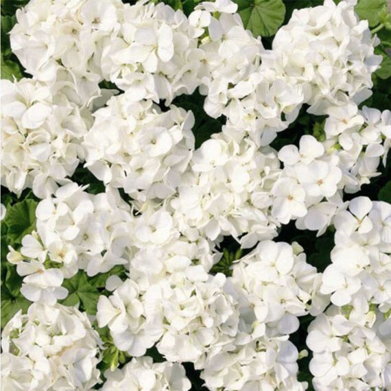 Семена пеларгонии Мультиблум F1 белая Syngenta Flowers 100 шт, Разновидности: Белый, Фасовка: Проф упаковка 100 шт | Agriks