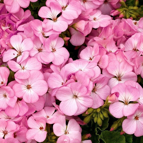 Насіння пеларгонії Мультіблум F1 лавандова Syngenta Flowers 100 шт, Різновиди: Лавандовий, Фасовка: Проф упаковка 100 шт | Agriks
