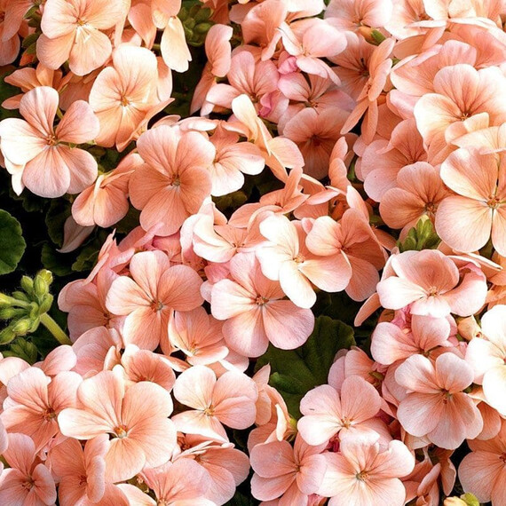 Насіння пеларгонії Мультіблум F1 лососева Syngenta Flowers 100 шт, Різновиди: Лососевий, Фасовка: Проф упаковка 100 шт | Agriks