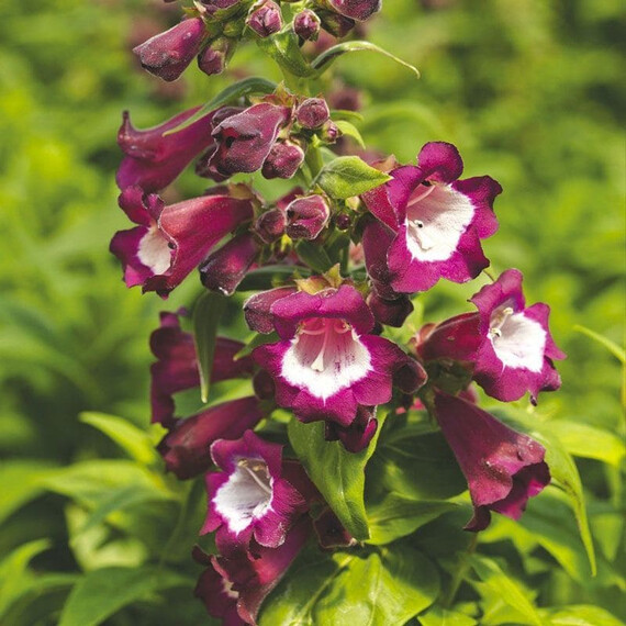 Насіння пенстемона хартвіга Арабеске F1 фіолетовий Syngenta Flowers 50 шт, Різновиди: Фіолетовий, Фасовка: Середня упаковка 50 шт | Agriks