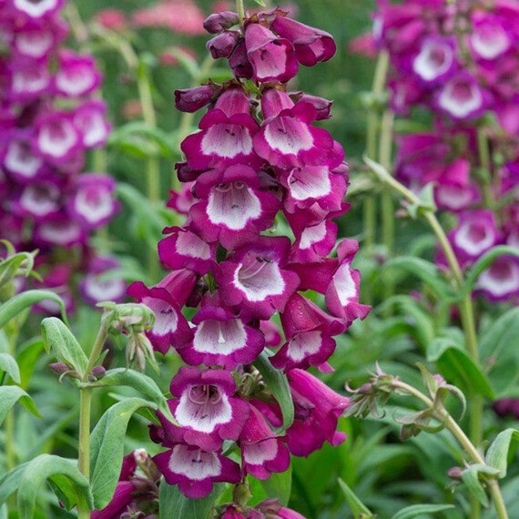 Насіння пенстемона хартвіга Арабеске F1 орхід Syngenta Flowers 50 шт, Різновиди: Орхід, Фасовка: Середня упаковка 50 шт | Agriks