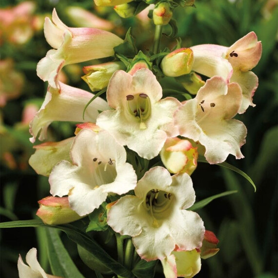 Насіння пенстемона хартвіга Арабеске F1 яблуневий цвіт Syngenta Flowers 50 шт, Різновиди: Яблучний Цвіт, Фасовка: Середня упаковка 50 шт | Agriks