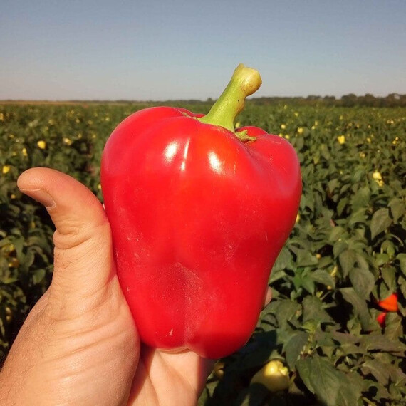 Семена перца Фиджи F1 Libra Seeds 250 шт, Фасовка: Проф упаковка 250 шт | Agriks