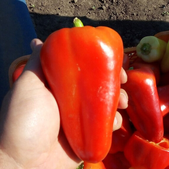 Семена перца Лостун F1 Libra Seeds 250 шт, Фасовка: Проф упаковка 250 шт | Agriks