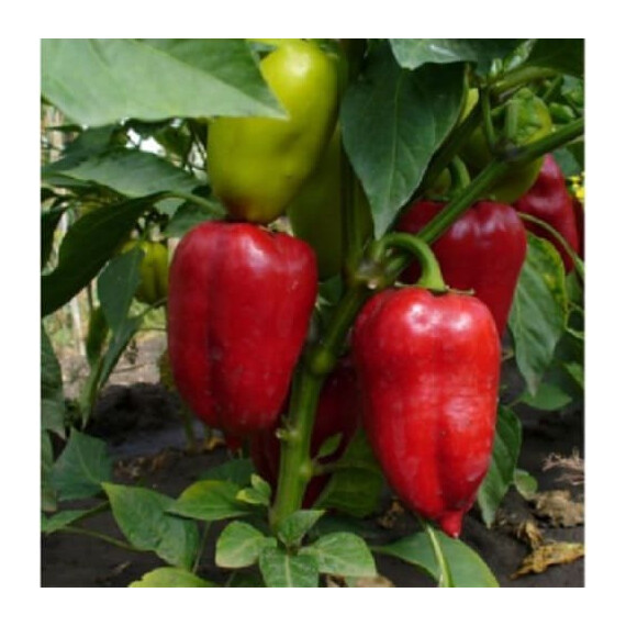 Семена перца Вулкан F1 Libra Seeds 1 000 шт | Agriks