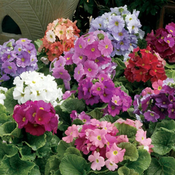 Насіння примули Лібре F1 суміш Syngenta Flowers 100 шт, Різновиди: Суміш, Фасовка: Проф упаковка 100 шт | Agriks
