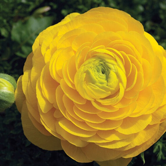 Семена ранункулюса Меджик F1 желтый Syngenta Flowers 50 шт драже, Разновидности: Желтый, Фасовка: Проф упаковка 50 шт драже | Agriks