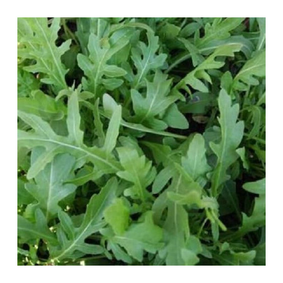 Насіння руколи Екстрема Libra Seeds 25 г | Agriks