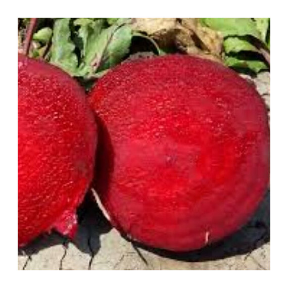 Семена свеклы Детройт Libra Seeds 500 г, Фасовка: Проф упаковка 500 г | Agriks