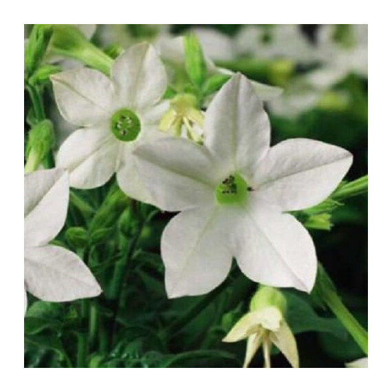 Насіння тютюну крилатого Саратога F1 білий Syngenta Flowers 200 шт драже, Різновиди: Білий, Фасовка: Проф упаковка 200 шт драже | Agriks