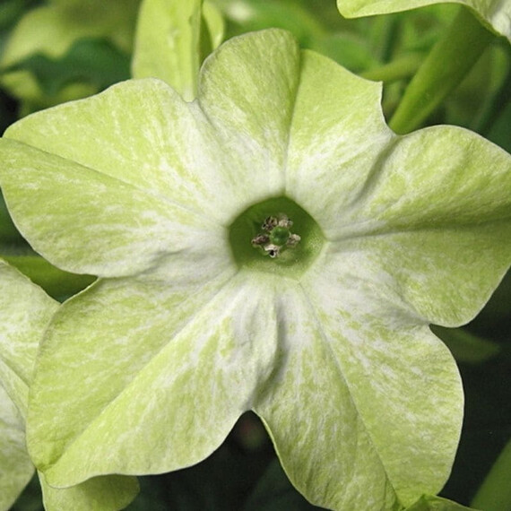 Семена табака крылатого Саратога F1 лайм Syngenta Flowers 200 шт драже, Разновидности: Лайм, Фасовка: Проф упаковка 200 шт драже | Agriks