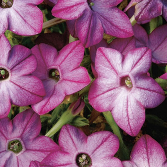 Насіння тютюну крилатого Саратога F1 пурпурний біколор Syngenta Flowers 200 шт драже, Різновиди: Пурпуровий Біколор, Фасовка: Проф упаковка 200 шт драже | Agriks