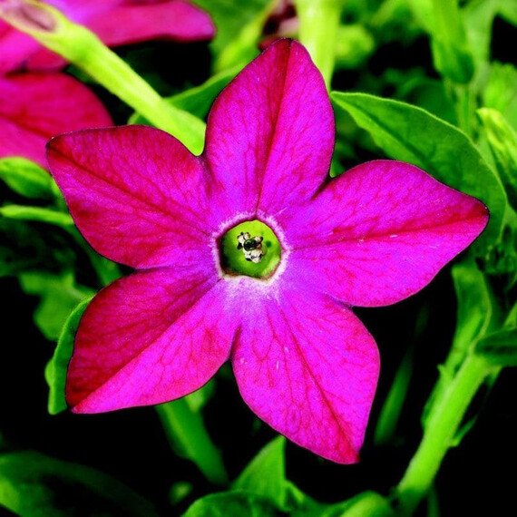 Насіння тютюну крилатого Саратога F1 рожевий Syngenta Flowers 200 шт драже, Різновиди: Рожевий, Фасовка: Проф упаковка 200 шт драже | Agriks