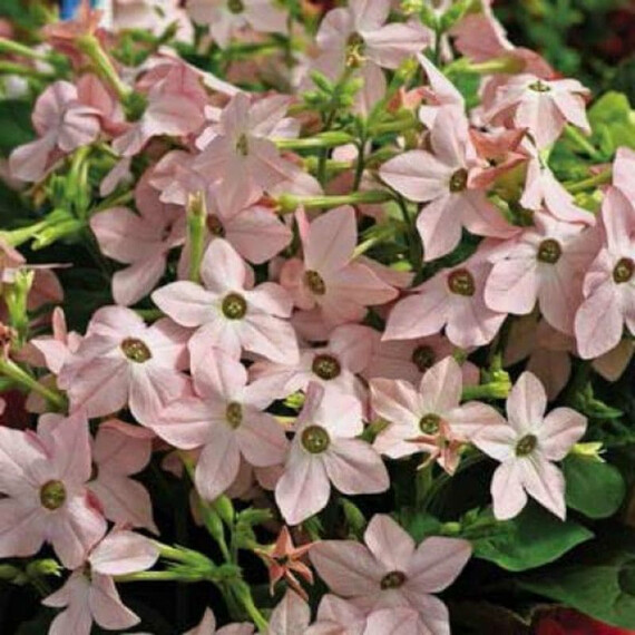 Насіння тютюну крилатого Саратога F1 яблуневий цвіт Syngenta Flowers 200 шт драже, Різновиди: Яблучний Цвіт, Фасовка: Проф упаковка 200 шт драже | Agriks