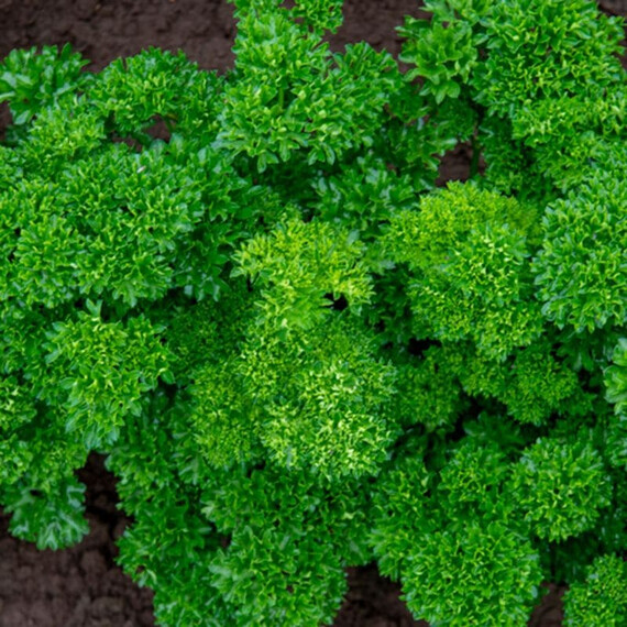 Катинка Enza Zaden 250 г, Фасовка: Проф упаковка 250 г | Agriks