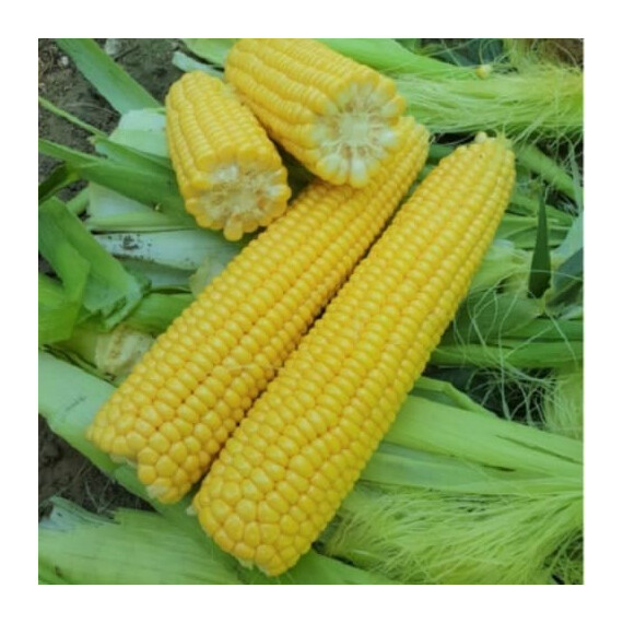 1860 F1 Lark Seeds семена кукурузы сахарной (сладкой), Фасовка: Проф упаковка 2 500 шт | Agriks
