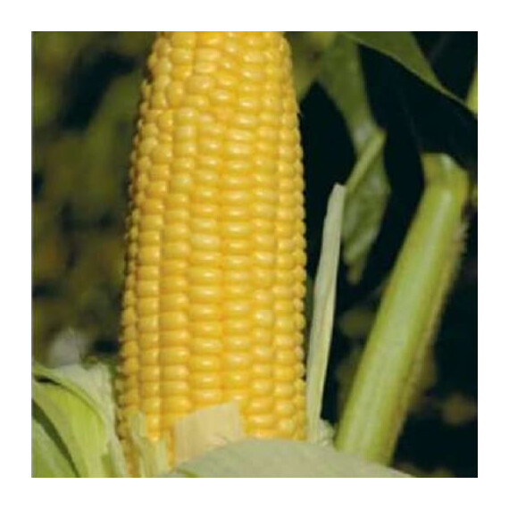 GH 2042 F1 Syngenta насіння кукурудзи цукрової (солодкої), Фасовка: Проф упаковка 50 000 шт | Agriks