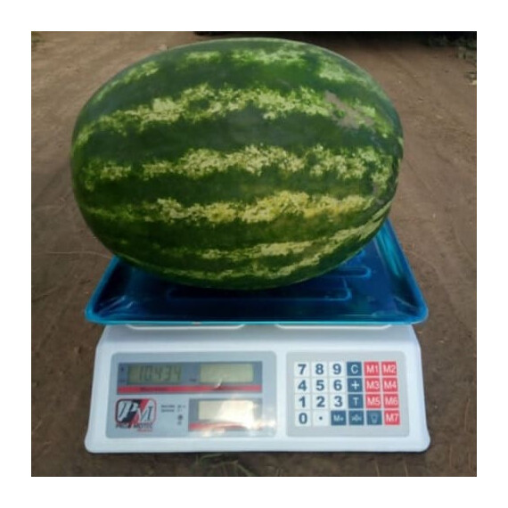 Максимус F1 Libra Seeds насіння кавуна | Agriks