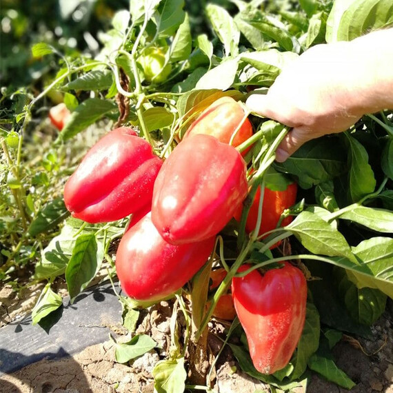 Перец Кетрин F1 Solare Sementi 5 г | Agriks