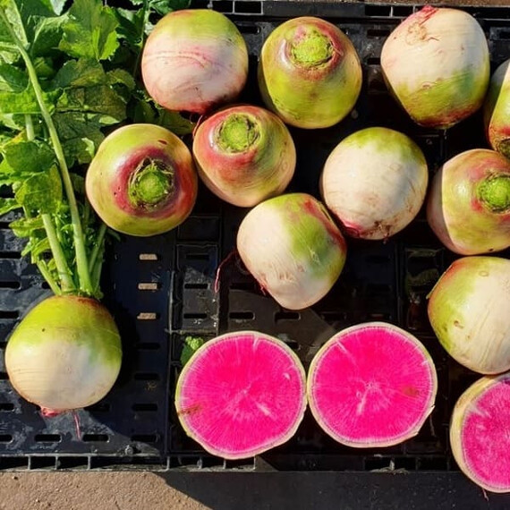 Семена редьки PL 535 F1 Asia Seed 250  г | Agriks