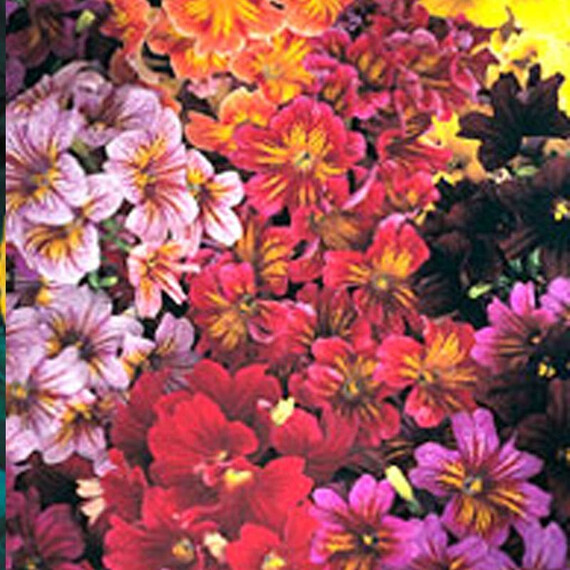 Семена сальпиглоссиса Либра Mixed Kitano Seeds 100 шт, Разновидности: Mixed, Фасовка: Проф упаковка 100 шт | Agriks