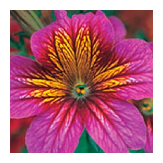 Насіння сальпіглосісса Лібра Purple Bicolour Kitano Seeds 100 шт, Різновиди: Purple Bicolour, Фасовка: Проф упаковка 100 шт | Agriks