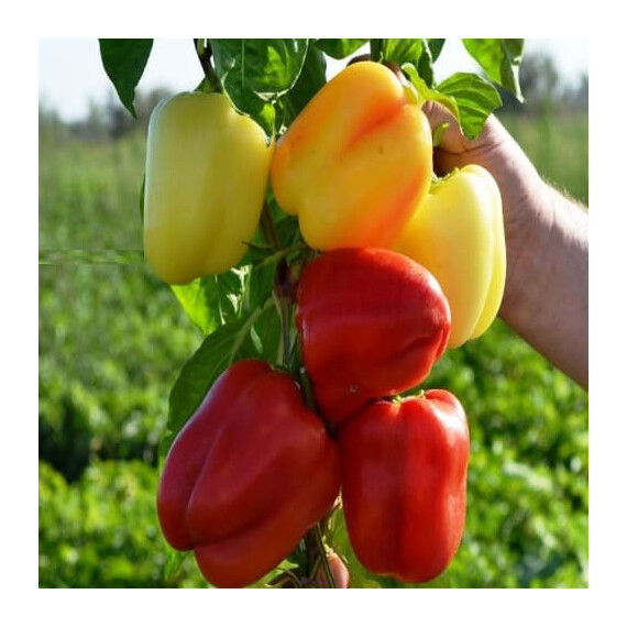 ТС 09-0214 F1 Solare Sementi 5 г | Agriks