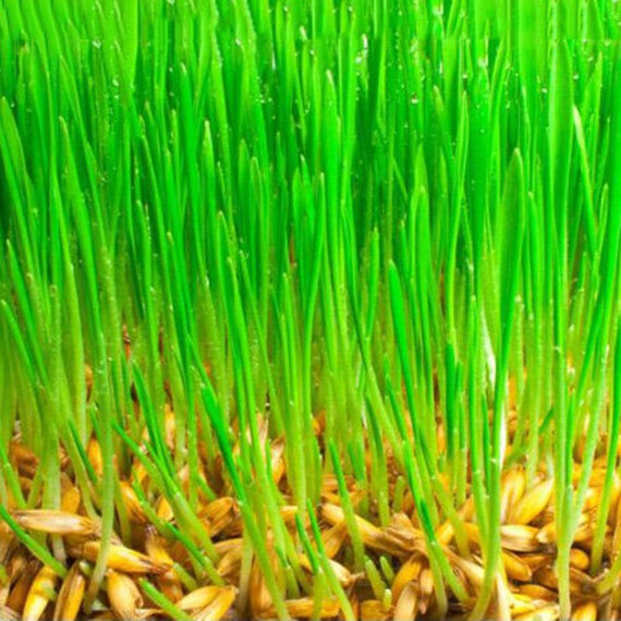 Газонная трава Низкорослый Лилипут 800 г, Фасовка: Проф упаковка 800 г | Agriks