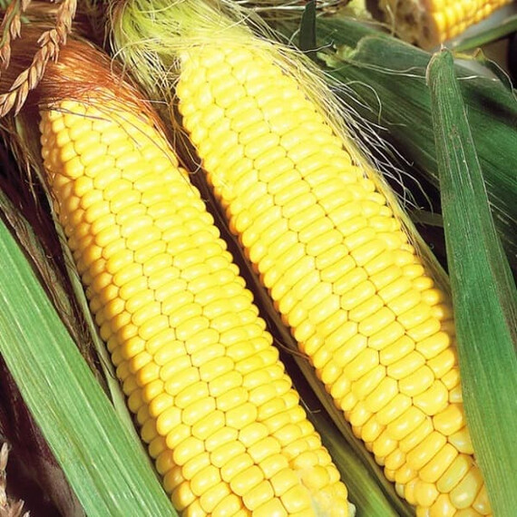 Бостон F1 Syngenta семена кукурузы сахарной (сладкой), Фасовка: Проф упаковка 50 000 шт | Agriks