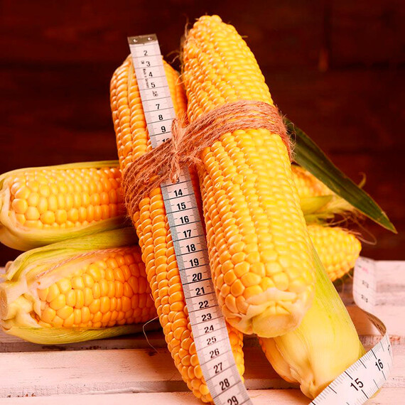 Мореленд GSS 1453 F1 Syngenta семена кукурузы сахарной (сладкой), Фасовка: Проф упаковка 100 000 шт | Agriks