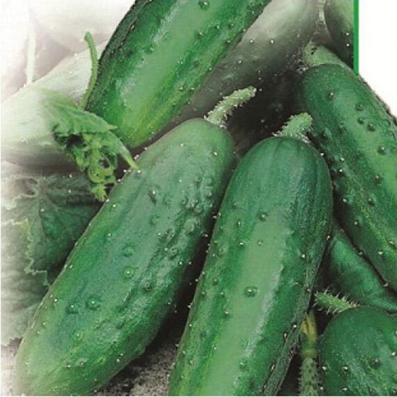 Семена огурца Феникс 640 5 гр (Украина), Фасовка: Мини упаковка 5 г | Agriks